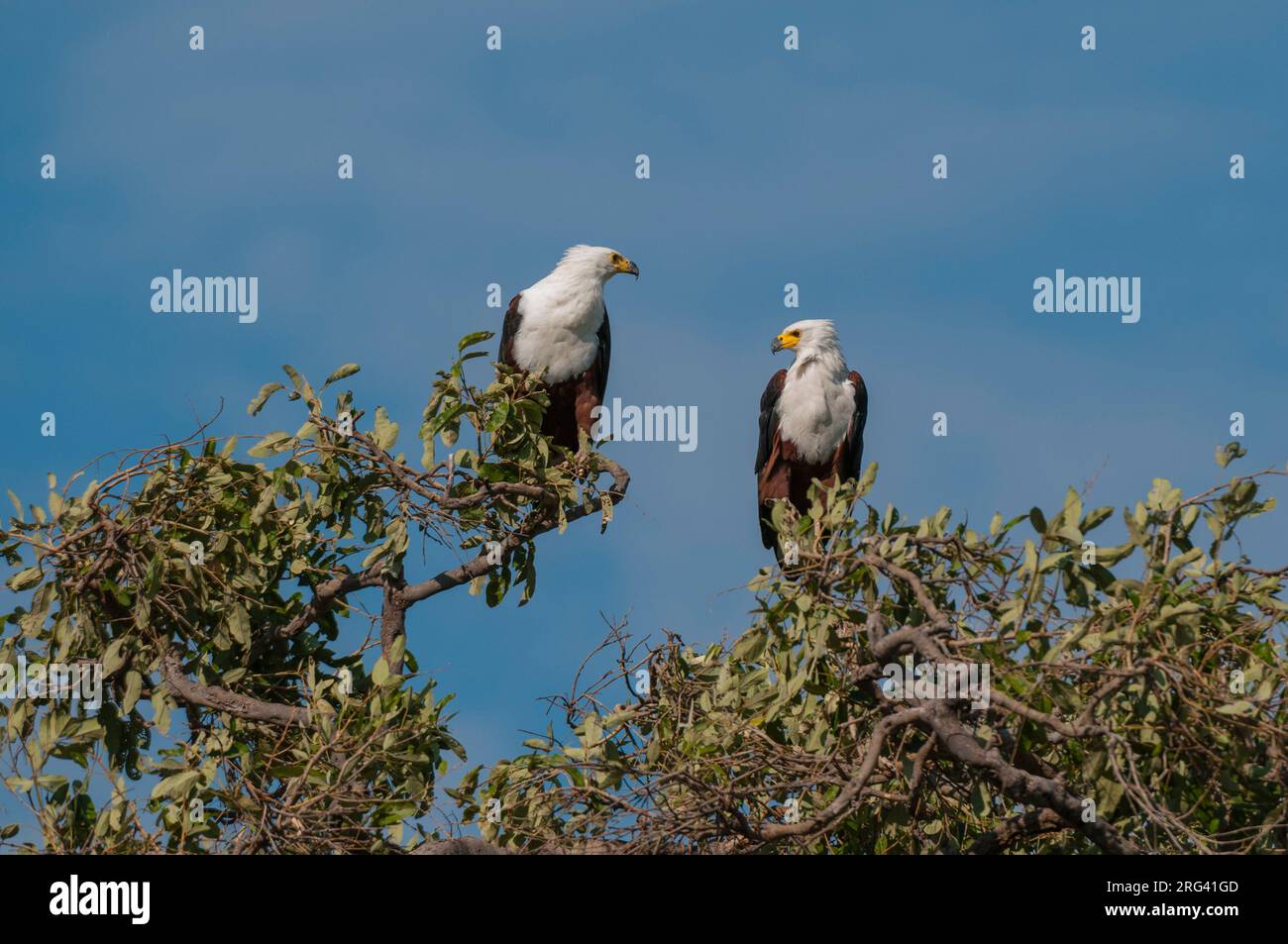A pair of African fish eagles, Haliaeetus vocifer, perching in a tree top. Chobe National Park, Botswana. Stock Photo