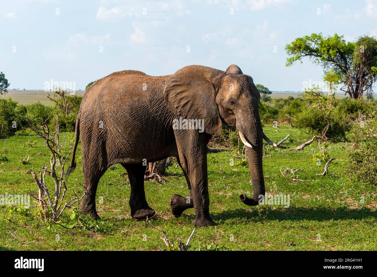 An African elephant, Loxodonta africana, glancing at the photographer as it walks by. Chobe National Park, Botswana. Stock Photo