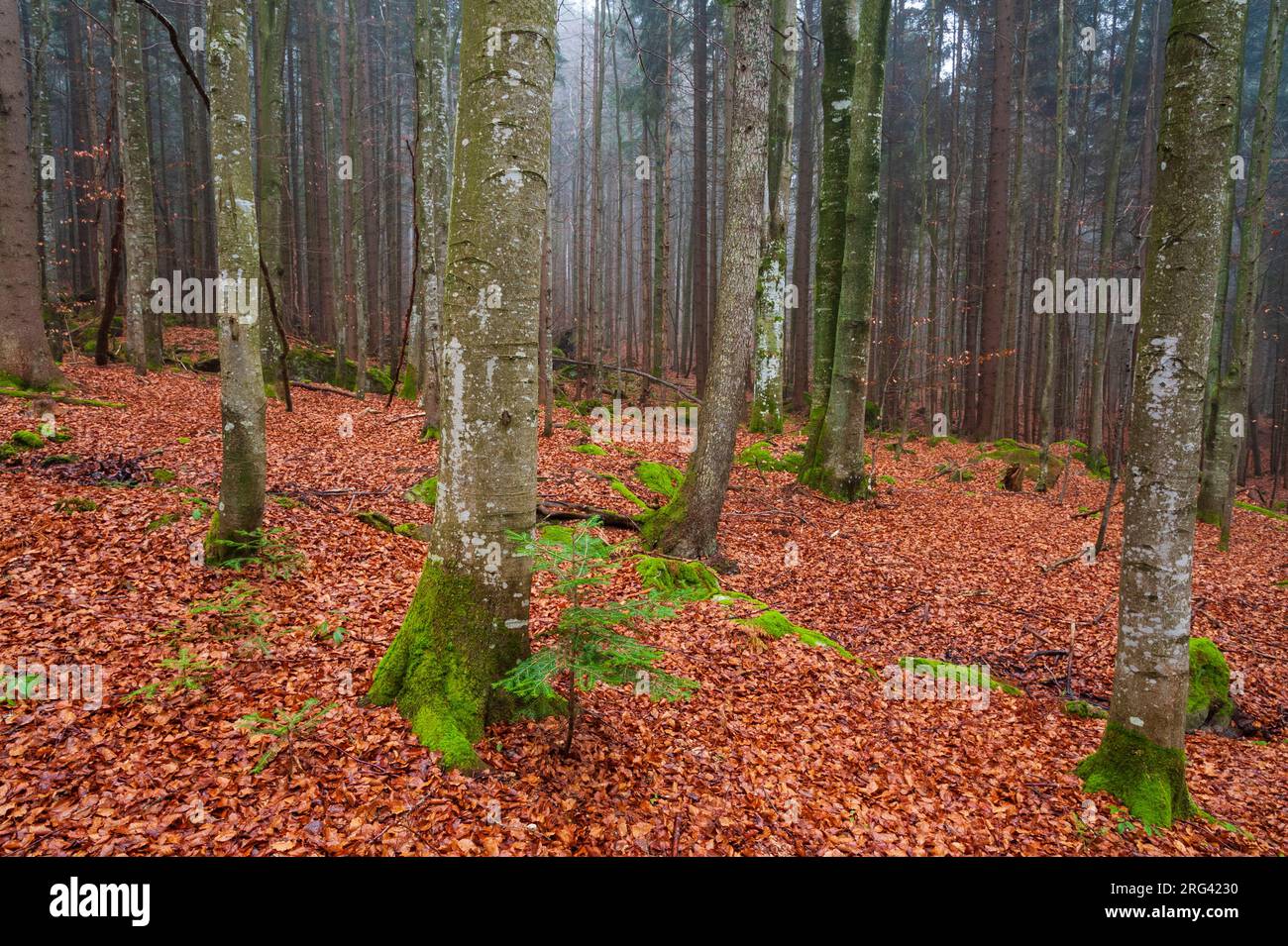 Np bayerischer wald hi-res stock photography and images - Alamy