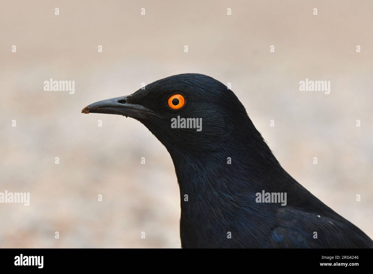 Pale-winged Starling (Onychognathus nabouroup) in Namibia. Stock Photo