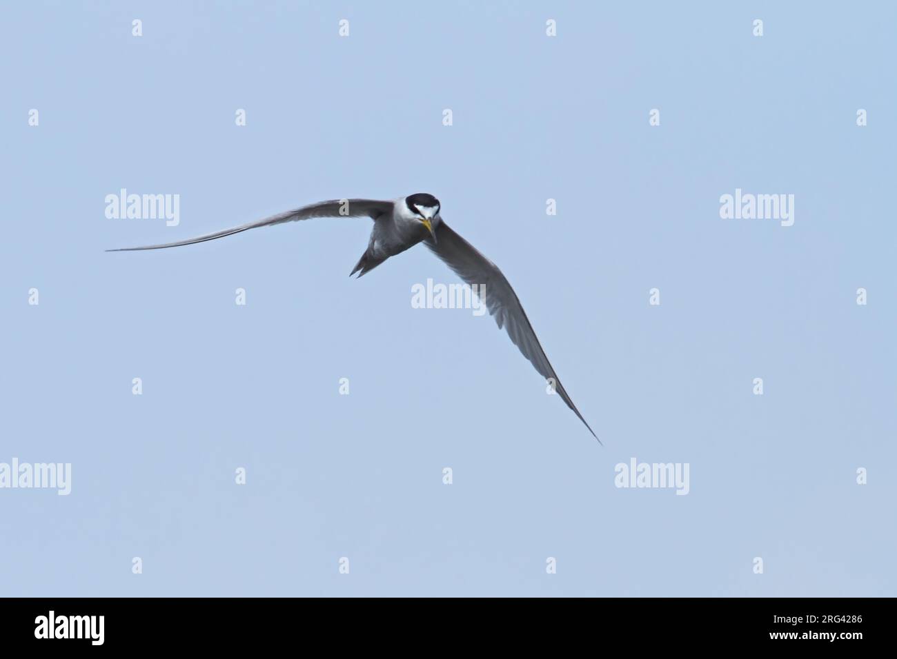 Birds of Peru Stock Photo - Alamy