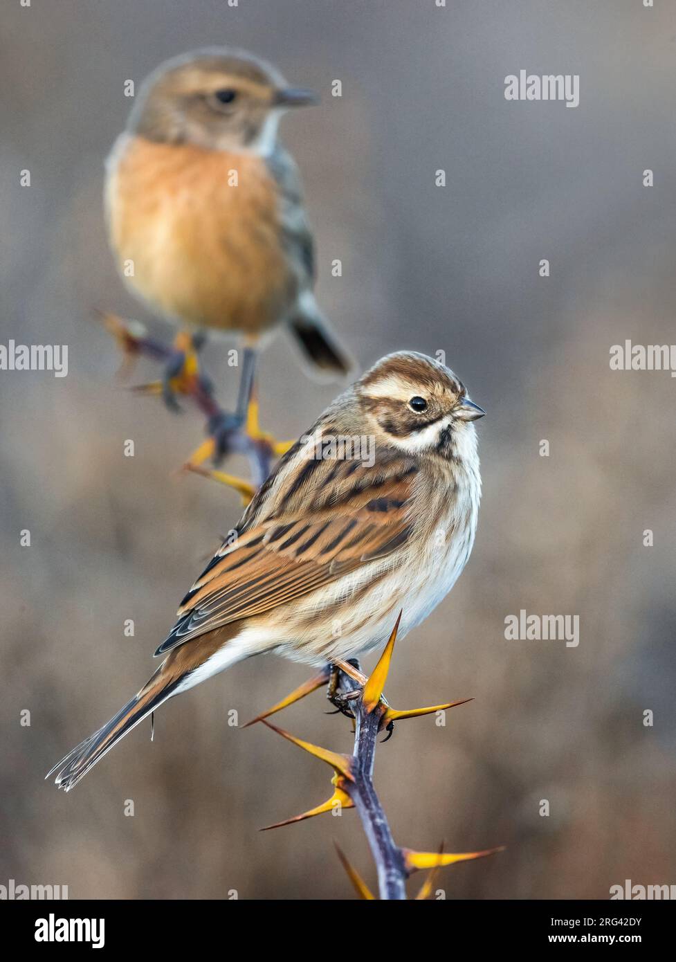 Common Reed Bunting (Emberiza schoeniclus) in Italy. With female Stonechat in the background. Stock Photo