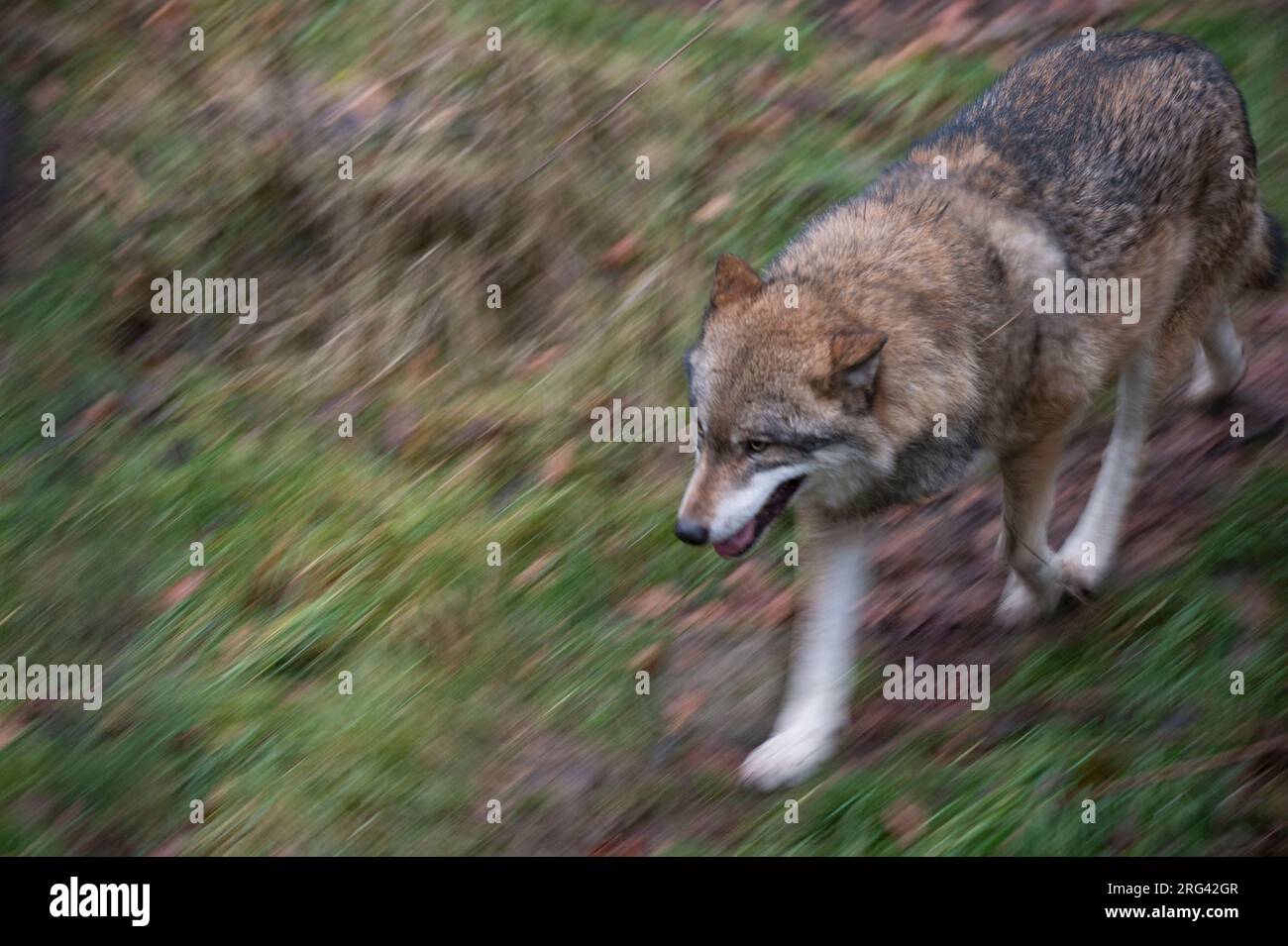 A gray wolf, Canis lupus, running. Bayerischer Wald National Park ...