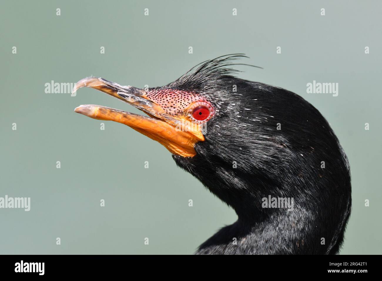 Adult Crowned Cormorant (Microcarbo coronatus) at Swakopmund in Namibia. An endemic of the cold Benguela Current of southern Africa. Stock Photo