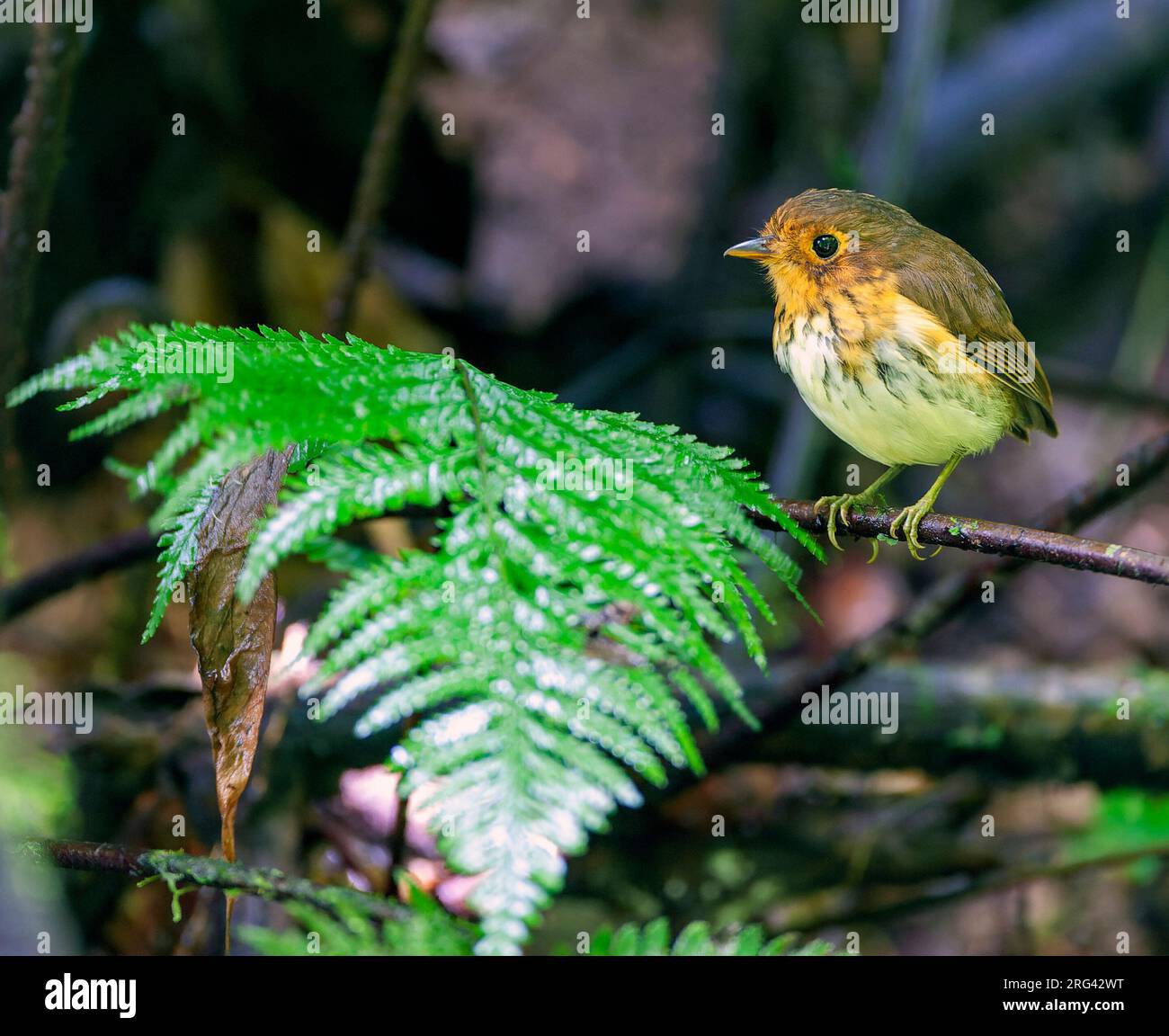 Ochrebreasted Antpitta (Grallaricula flavirostris) in subtropical