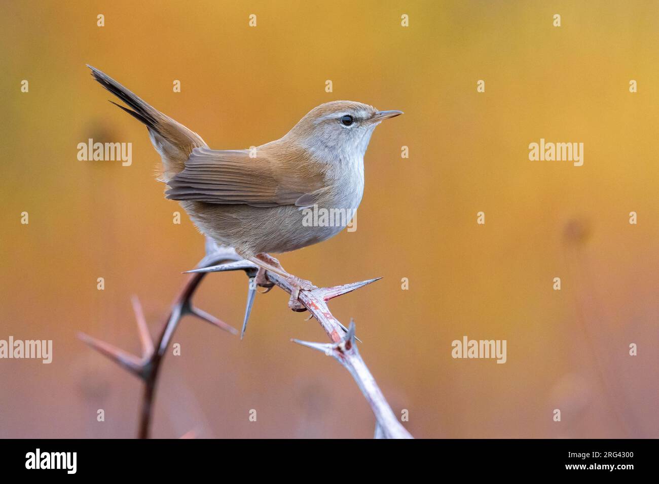 Cetti's Warbler, Cettia cetti, perched on a twig in Italy. Stock Photo