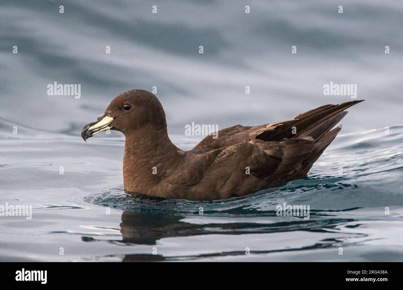 Westland Petrel (Procellaria westlandica) swimming at sea in southern pacific ocean off Kaikoura in New Zealand. Stock Photo