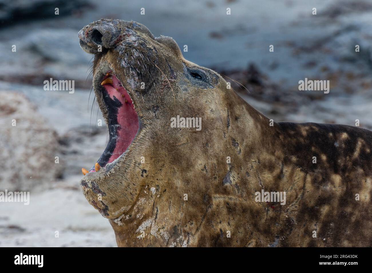 A southern elephant seal, Mirounga leonina, barking. Sea Lion Island, Falkland Islands Stock Photo