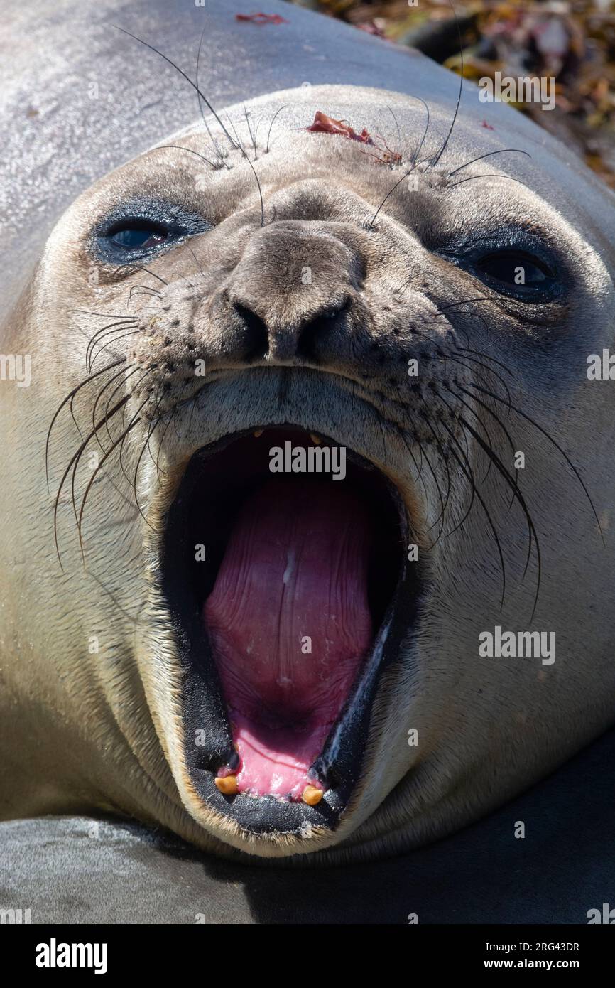 A southern elephant seal, Mirounga leonina, barking. Sea Lion Island