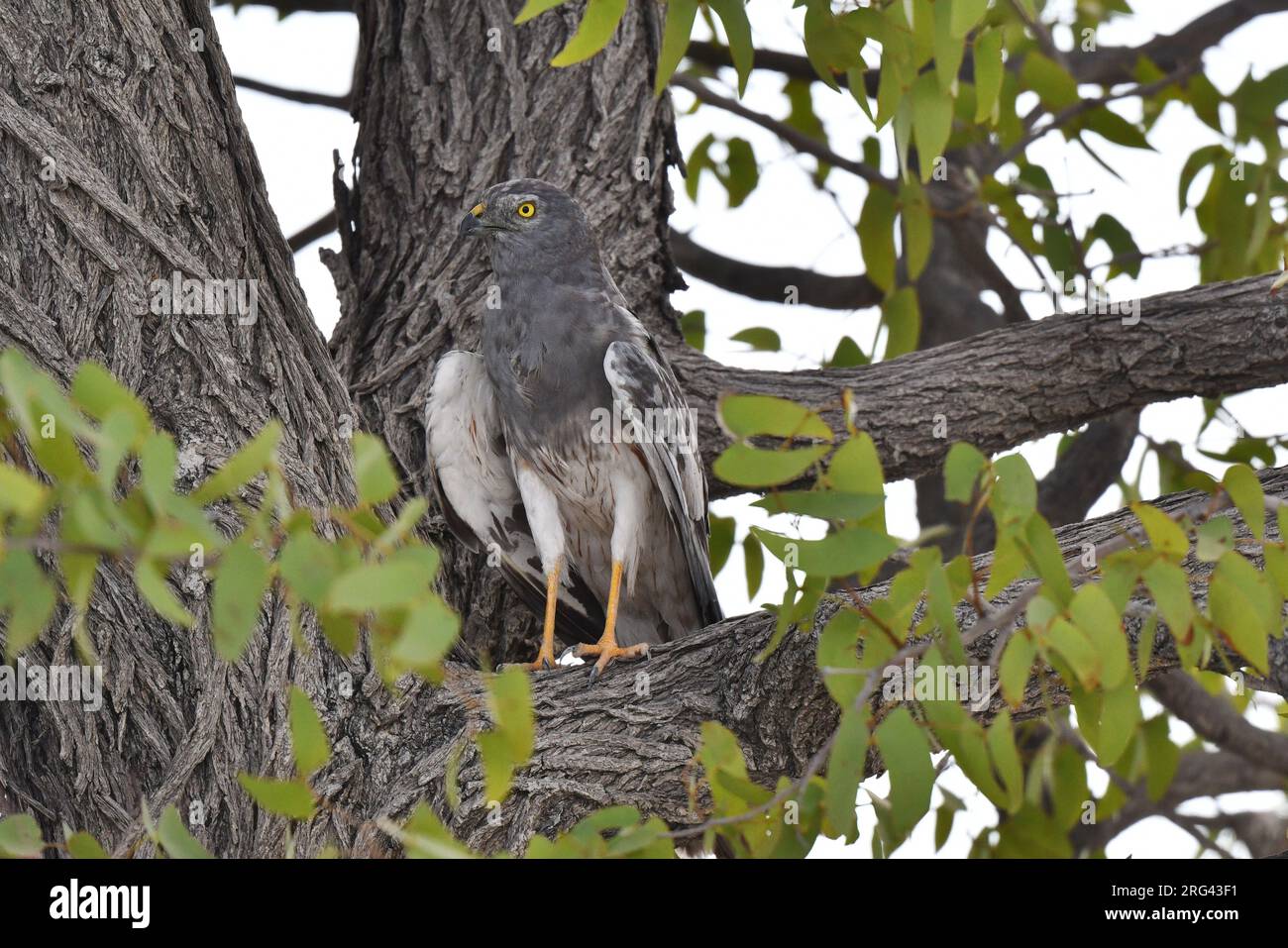 Wintering male Montagu's Harrier (Circus pygargus) in Namibia. Perched in a tree in Ethosa National Park. Stock Photo