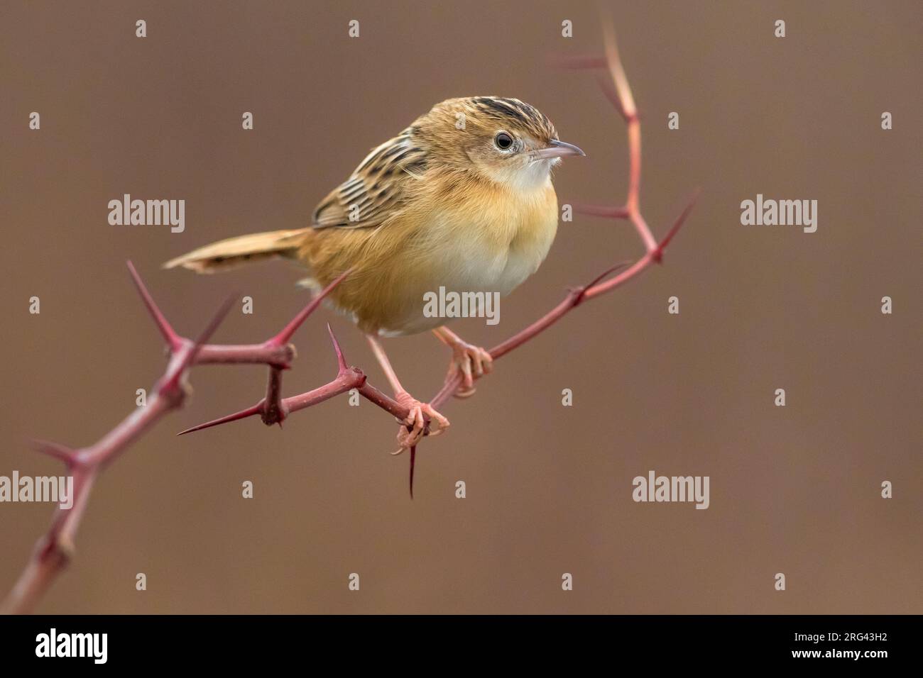 Zitting Cisticola Cisticola Juncidis In Winter And Perched On A zitting-cisticola-cisticola-juncidis-in-winter-and-perched-on-a
