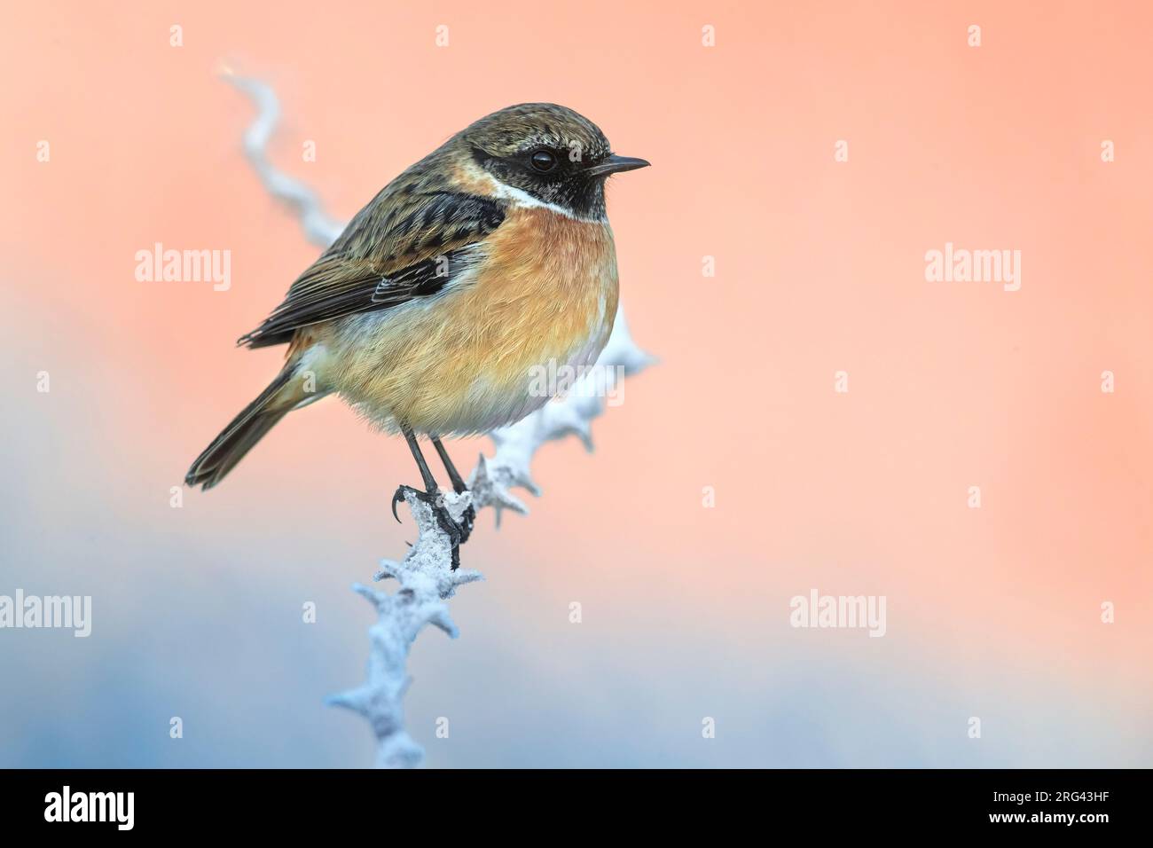 Male european stonechat sitting on hi-res stock photography and images ...