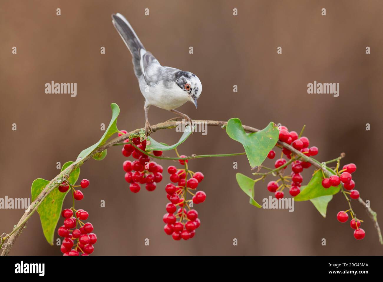 Sardinian Warbler (Sylvia melanocephala), side view of an adult male perched on a Common Smilax with berries, Campania, Italy Stock Photo
