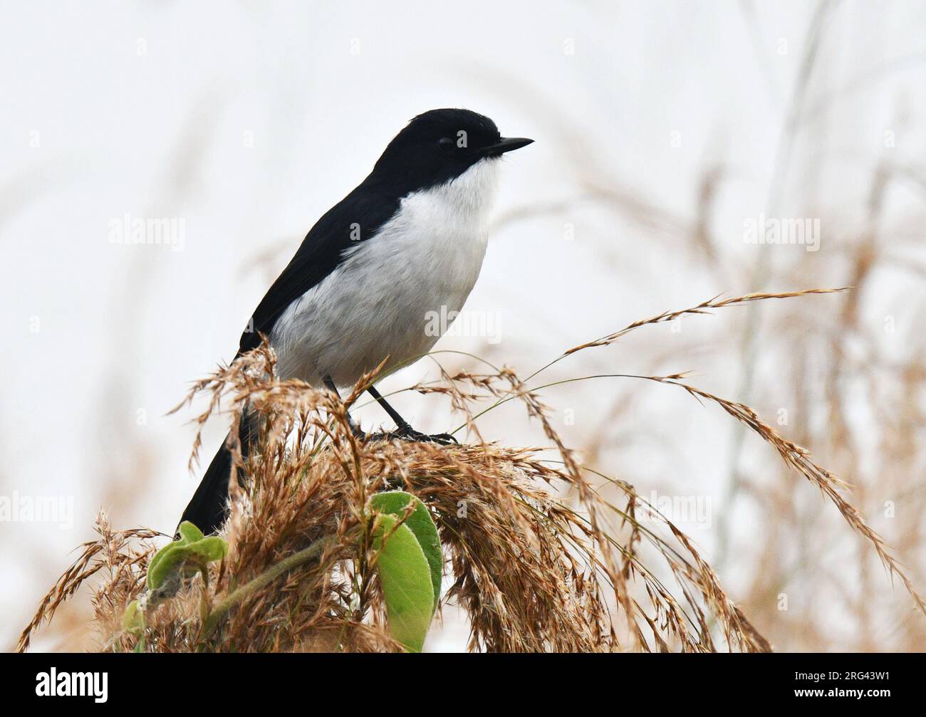 Jerdon's Bush Chat (Saxicola jerdoni) wintering in Myanmar. Also known as Jerdon's Bushchat. Stock Photo