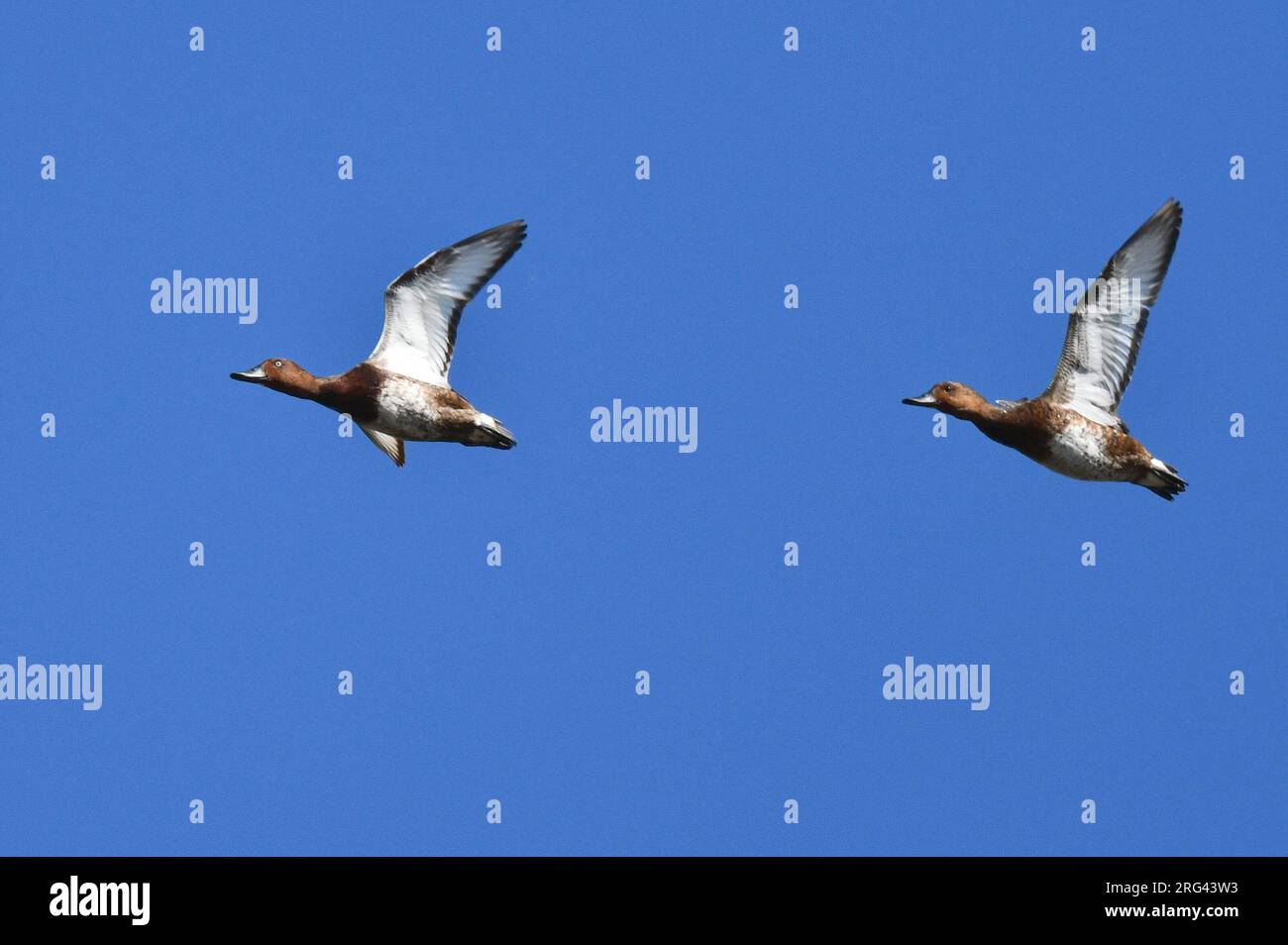 Ferruginous Duck (Aythya nyroca) wintering in Myanmar. Two ducks flying overhead. Stock Photo
