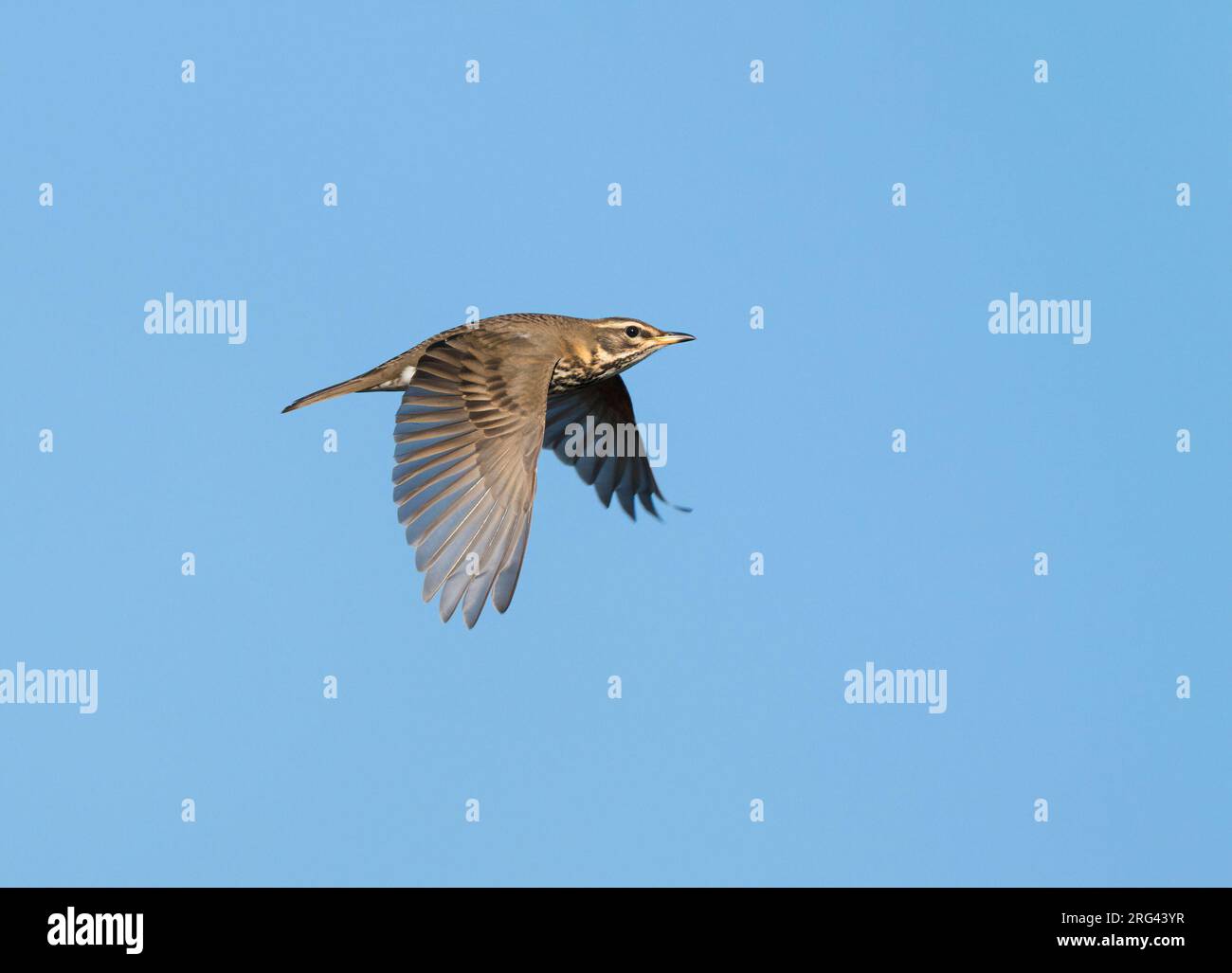 Flying, migrating Redwing (Turdus iliacus) in blue sky showing upperparts Stock Photo