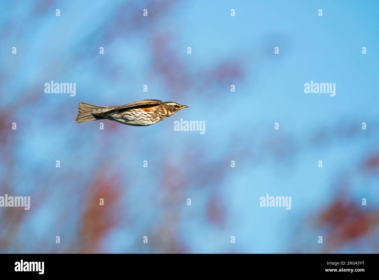 Flying, migrating Redwing (Turdus iliacus) in front of trees and blue sky in the backgrond Stock Photo