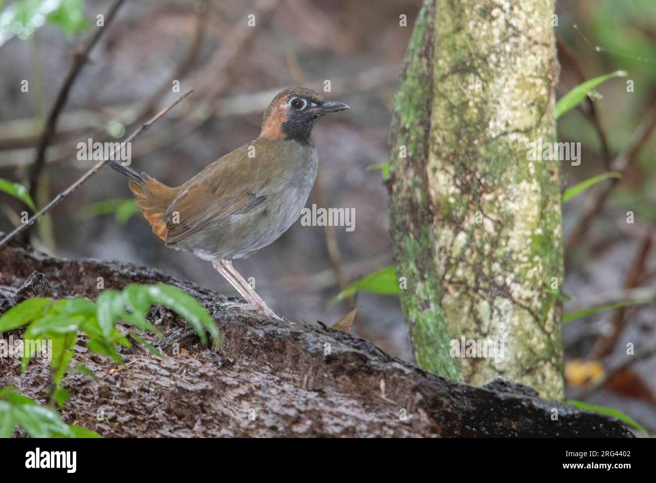 Blackfaced Antthrush (Formicarius analis saturatus) at La Danta