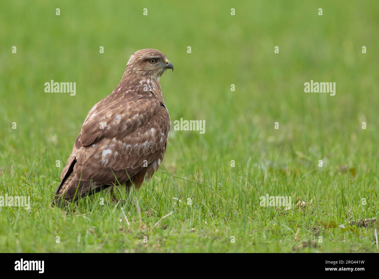 Common Buzzard (Buteo buteo), side view of a juvenile standing on the ground, Campania, Italy Stock Photo