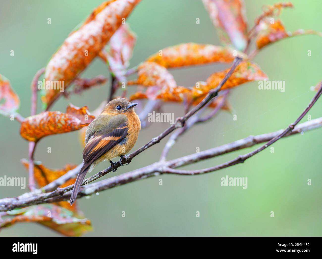 Cinnamon Flycatcher (Pyrrhomyias cinnamomeus pyrrhopterus) at San Isidro lodge at the east slope of the Andes in Ecuador. Stock Photo