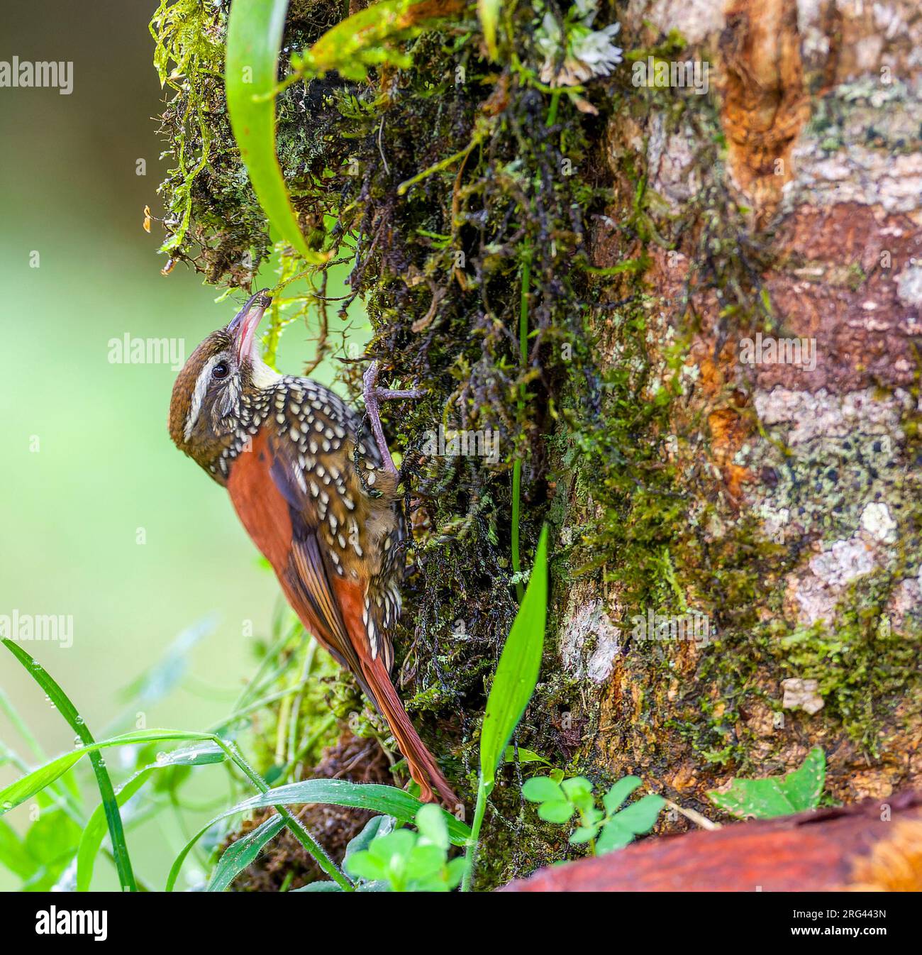 Pearled treerunner (Margarornis squamiger) at San isidro lodge, east slope Andes, Ecuador. Catching an insect. Stock Photo