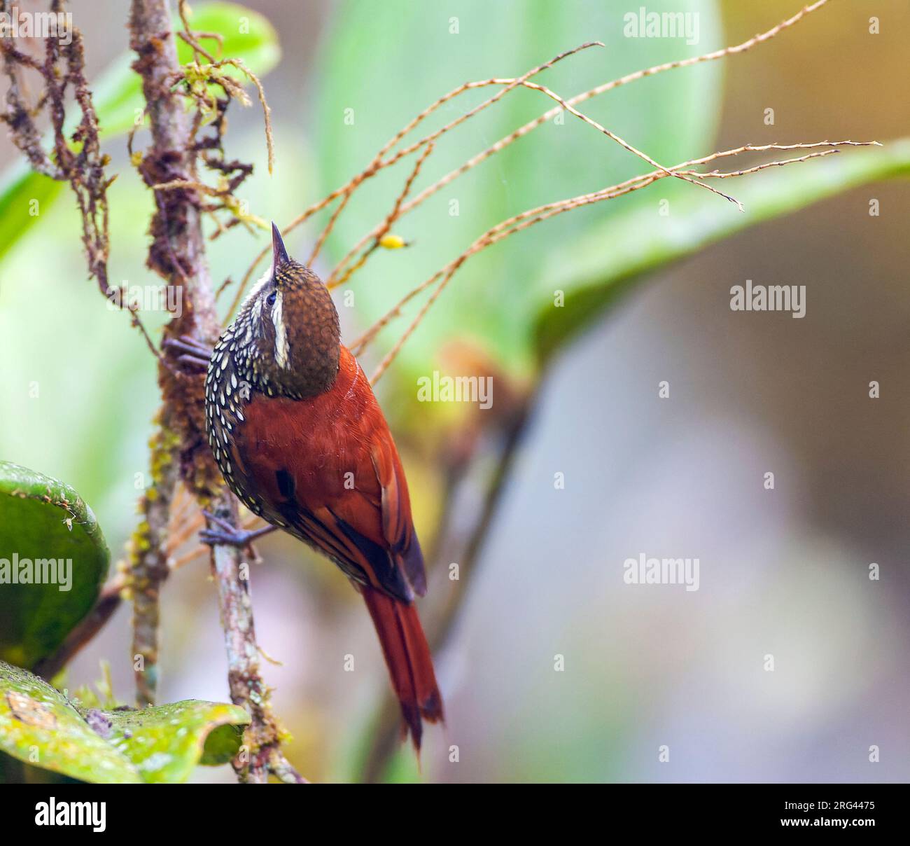 Margarornis squamiger hi-res stock photography and images - Alamy