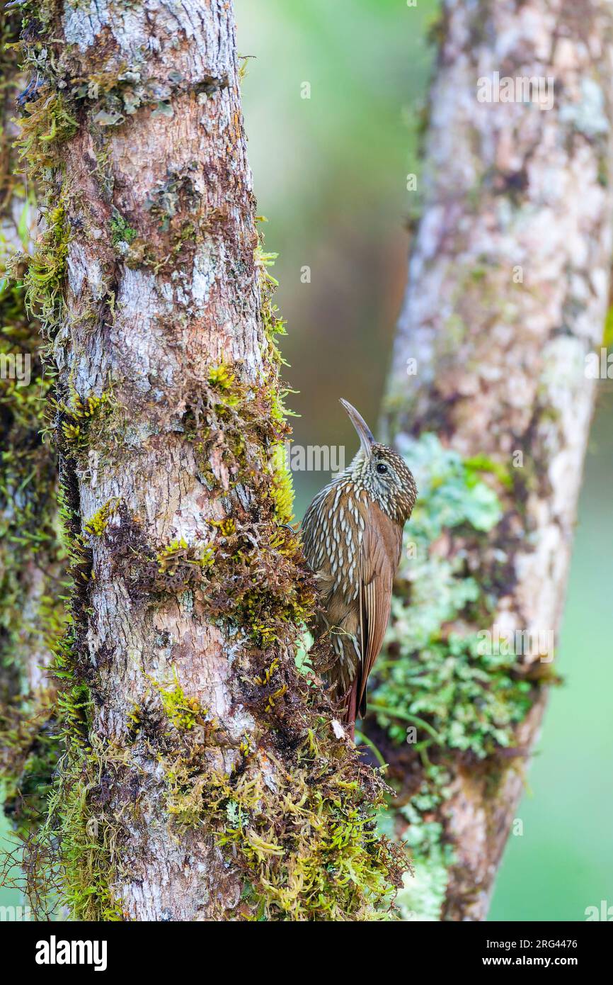 Montane Woodcreeper (Lepidocolaptes lacrymiger) in Ecuador. Stock Photo