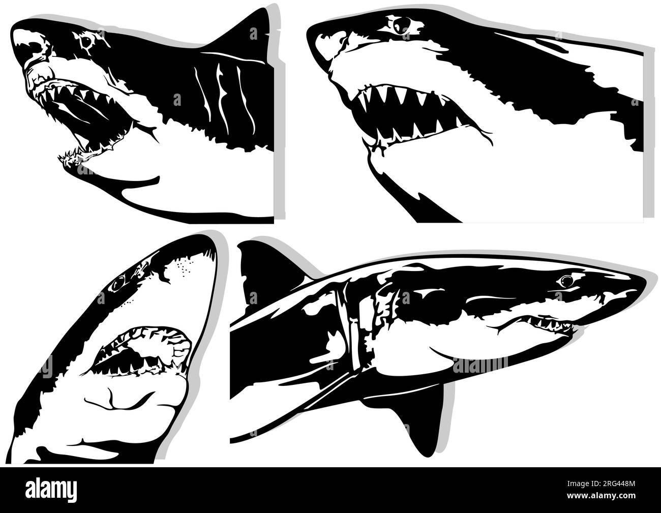 Set of Four Great White Shark Drawings Stock Vector