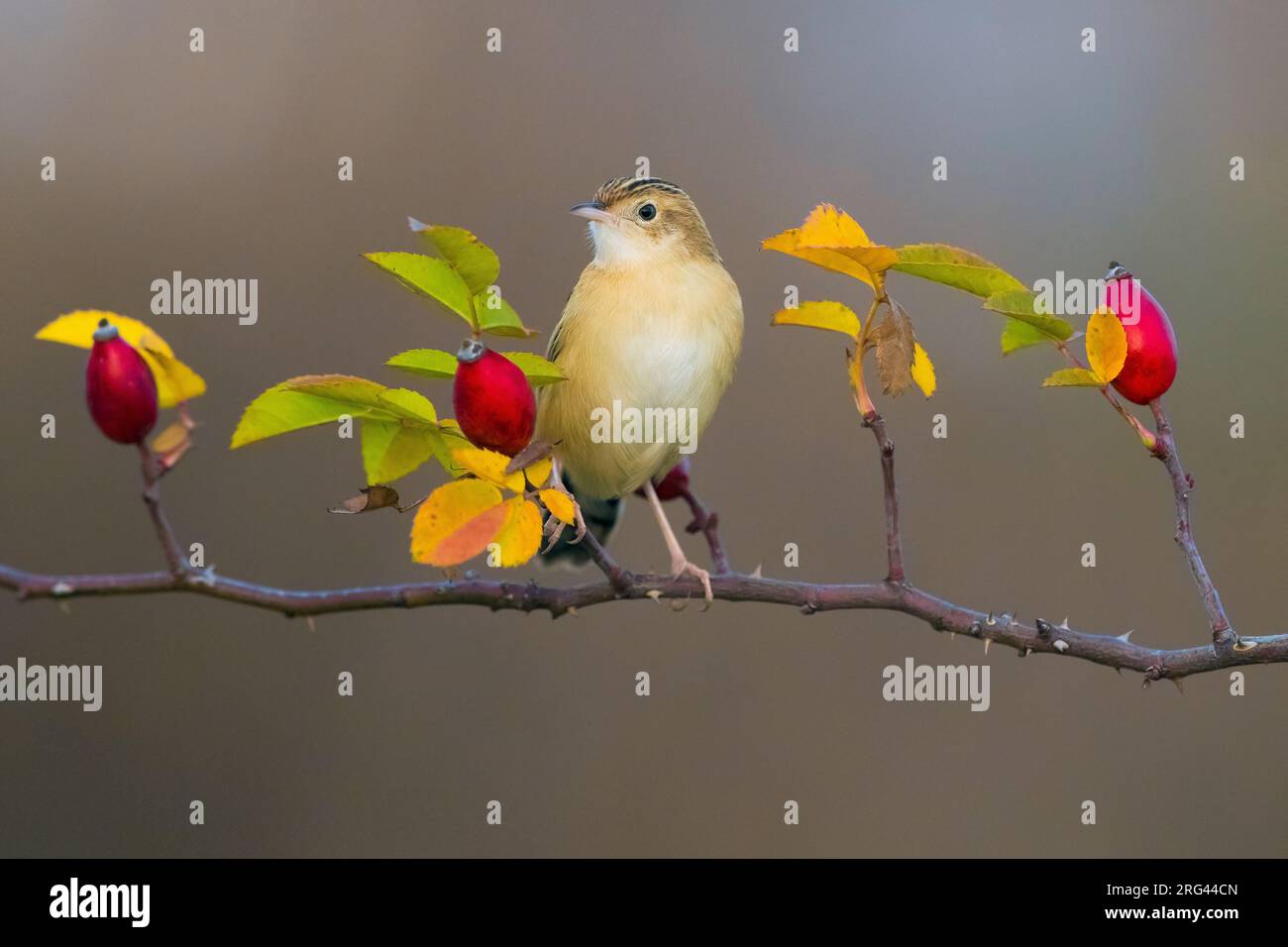 Zitting Cisticola Cisticola Juncidis In Winter And Perched On A zitting-cisticola-cisticola-juncidis-in-winter-and-perched-on-a