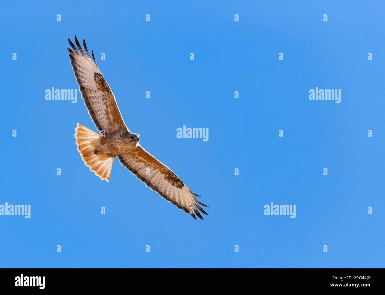 Buteo rufinus cirtensis hi-res stock photography and images - Alamy