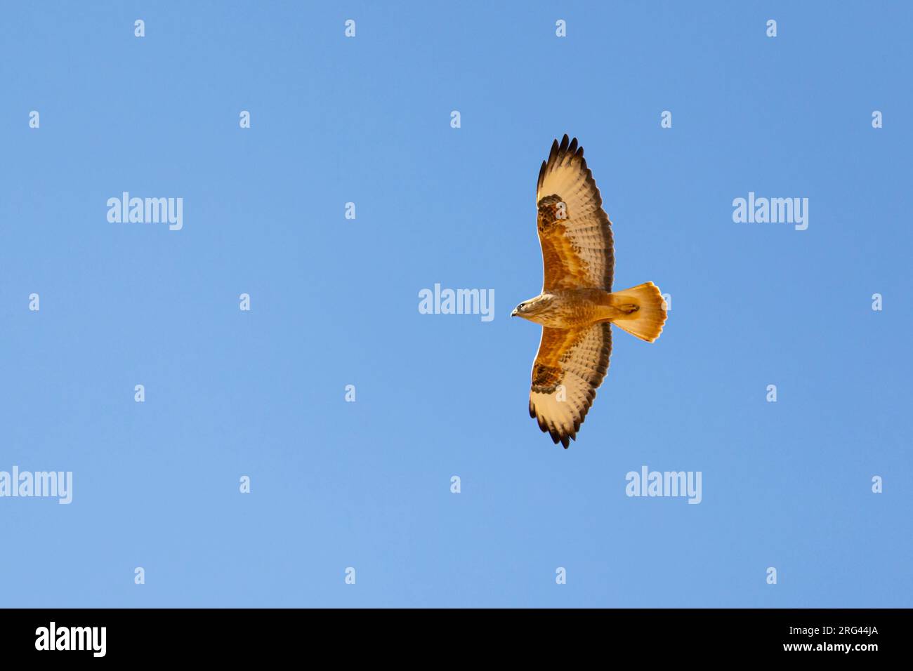 Buteo rufinus cirtensis hi-res stock photography and images - Alamy