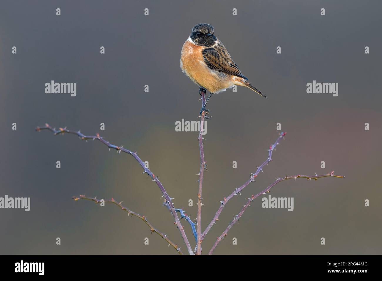 Wintering male European Stonechat (Saxicola rubicola) in Italy. Perched in low vegetation. Stock Photo