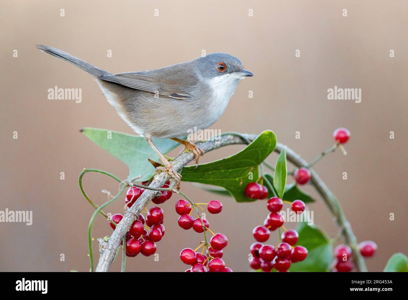 Sardinian Warbler (Sylvia melanocephala), side view of an adult female perched on a Common Smilax with berries, Campania, Italy Stock Photo