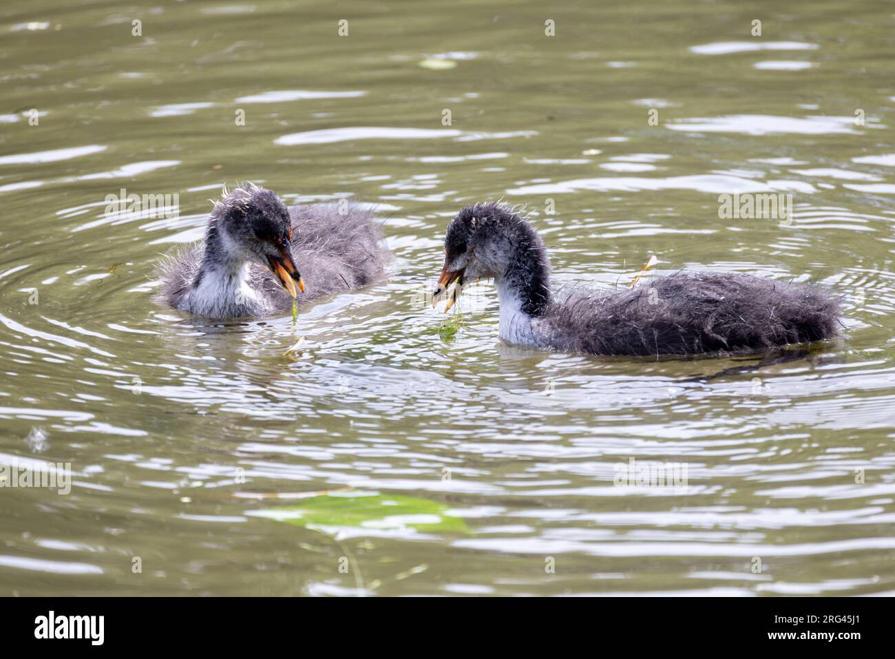 An adorable moment captured in nature as two coot chicks, swimming gracefully in the tranquil waters of a pond, eagerly snap and peck for food. These fluffy and curious creatures showcase their playful behavior as they feed and thrive in their natural habitat. Feeding Frenzy: Two Coot Chicks Snapping for Food in Pond. High quality photo Stock Photo