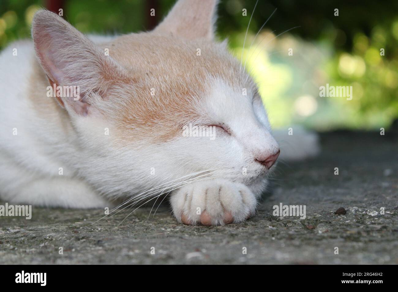 Cat jpg hi-res stock photography and images - Alamy