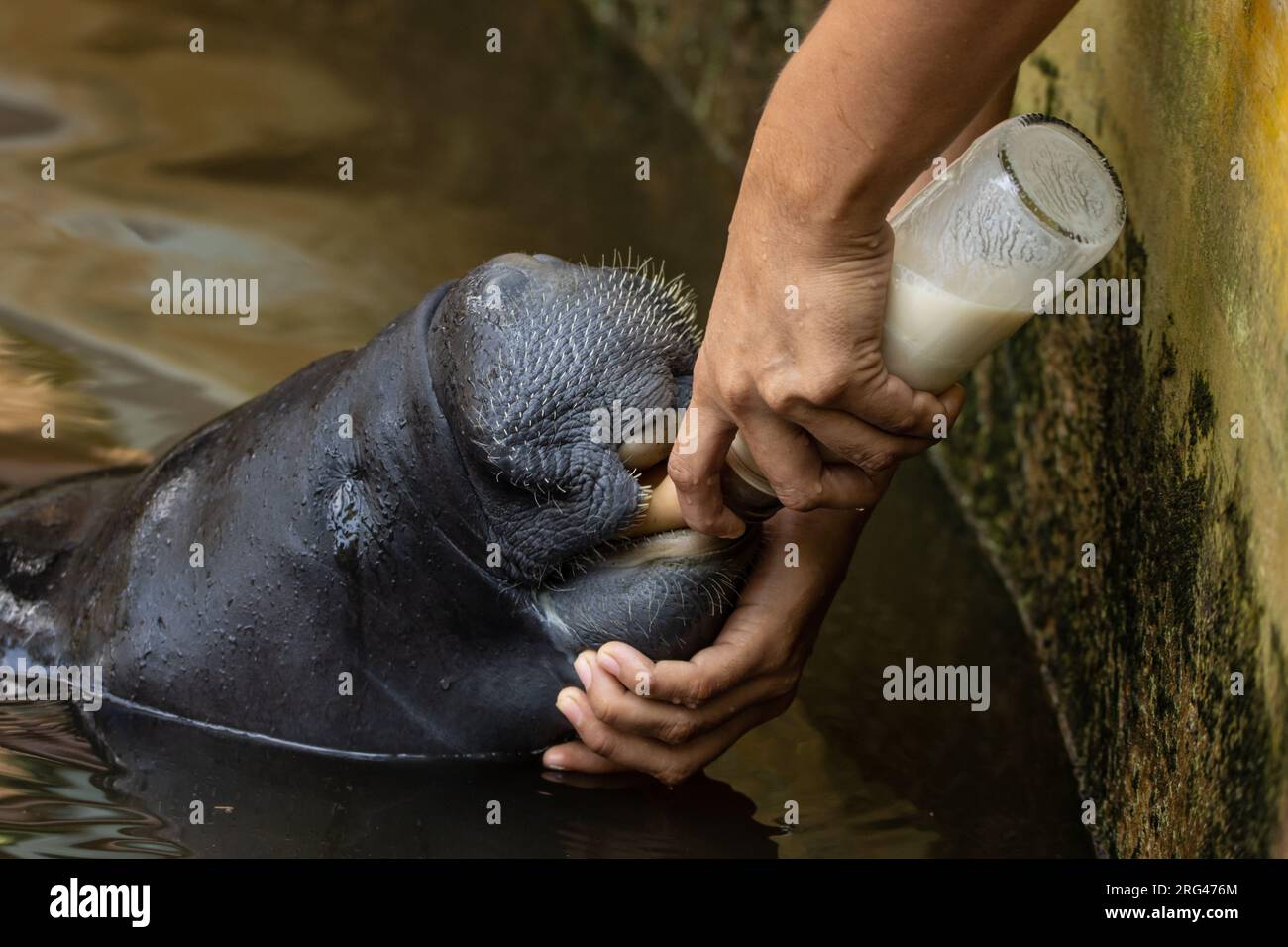 Fat manatee hi-res stock photography and images - Alamy