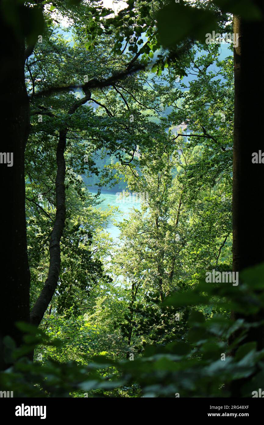 Turquoise water of the River Aare seen through lush, dense vegetation and framed by two tall beech tree trunks (Bern, Switzerland) Stock Photo