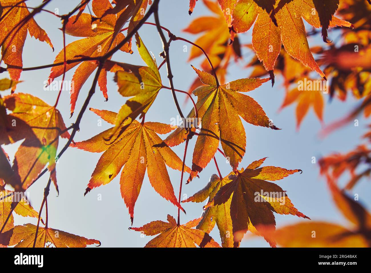 Natures death hi-res stock photography and images - Page 3 - Alamy