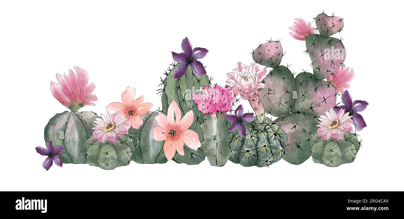 Watercolor cactus collection isolated on white background. Hand drawn ...