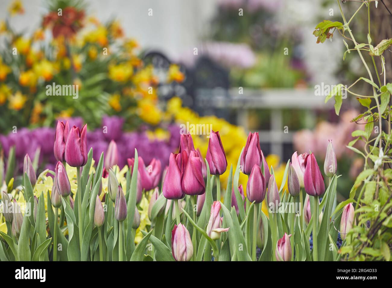 Breeding skil hires stock photography and images Alamy