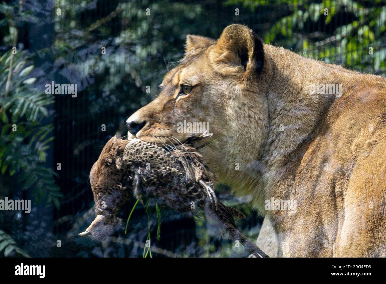Female Barbary lion Fidda with a pheasant in its mouth at Belfast Zoo Kingdom of the Barbary