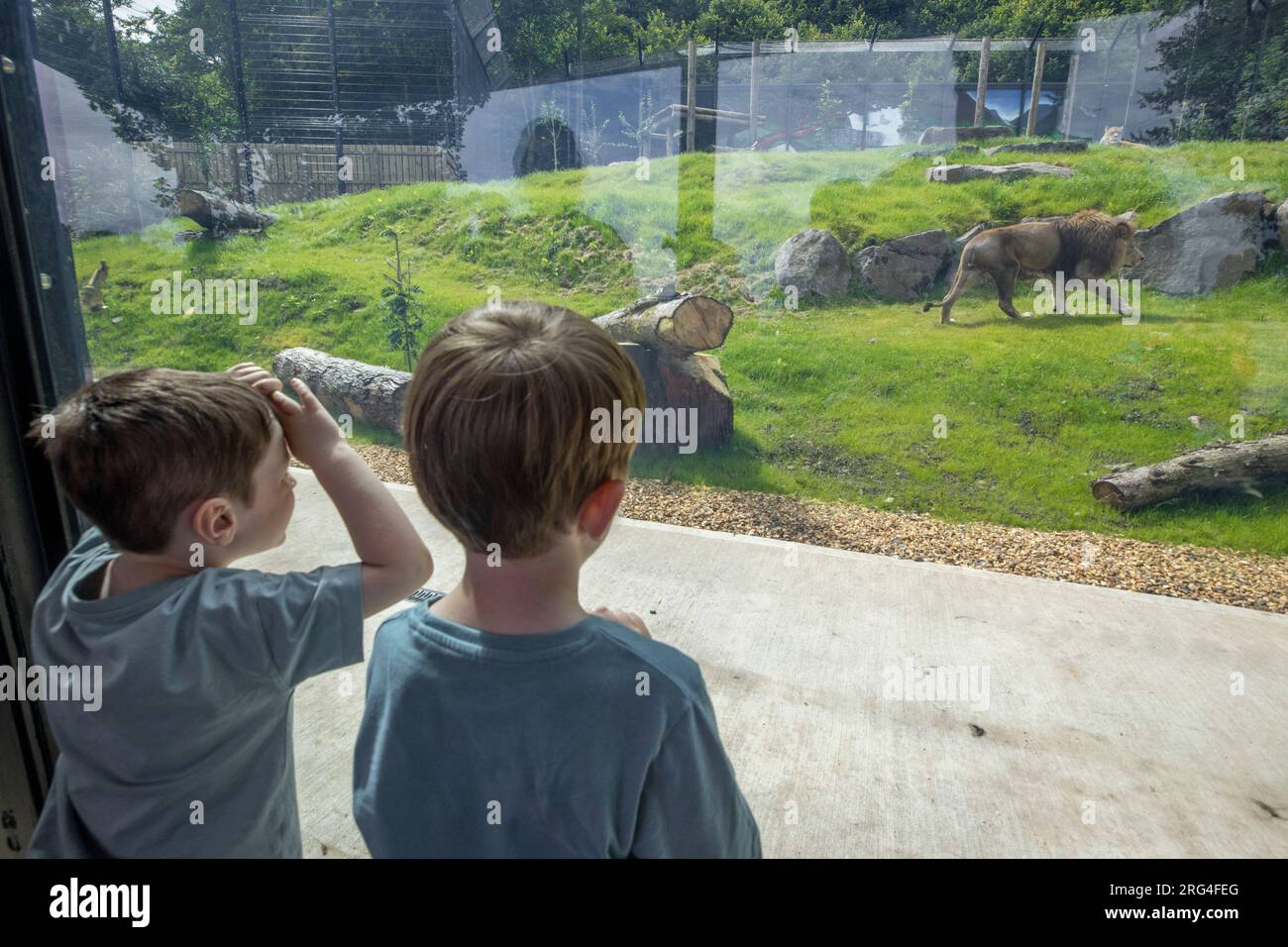 Children looking at male Barbary lion Qays at Belfast Zoo Kingdom of