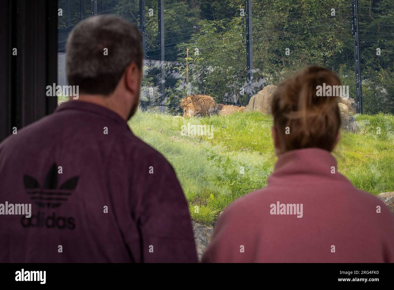People looking at male barbary lion Qays at Belfast Zoo Kingdom of the Barbary Lion, the new