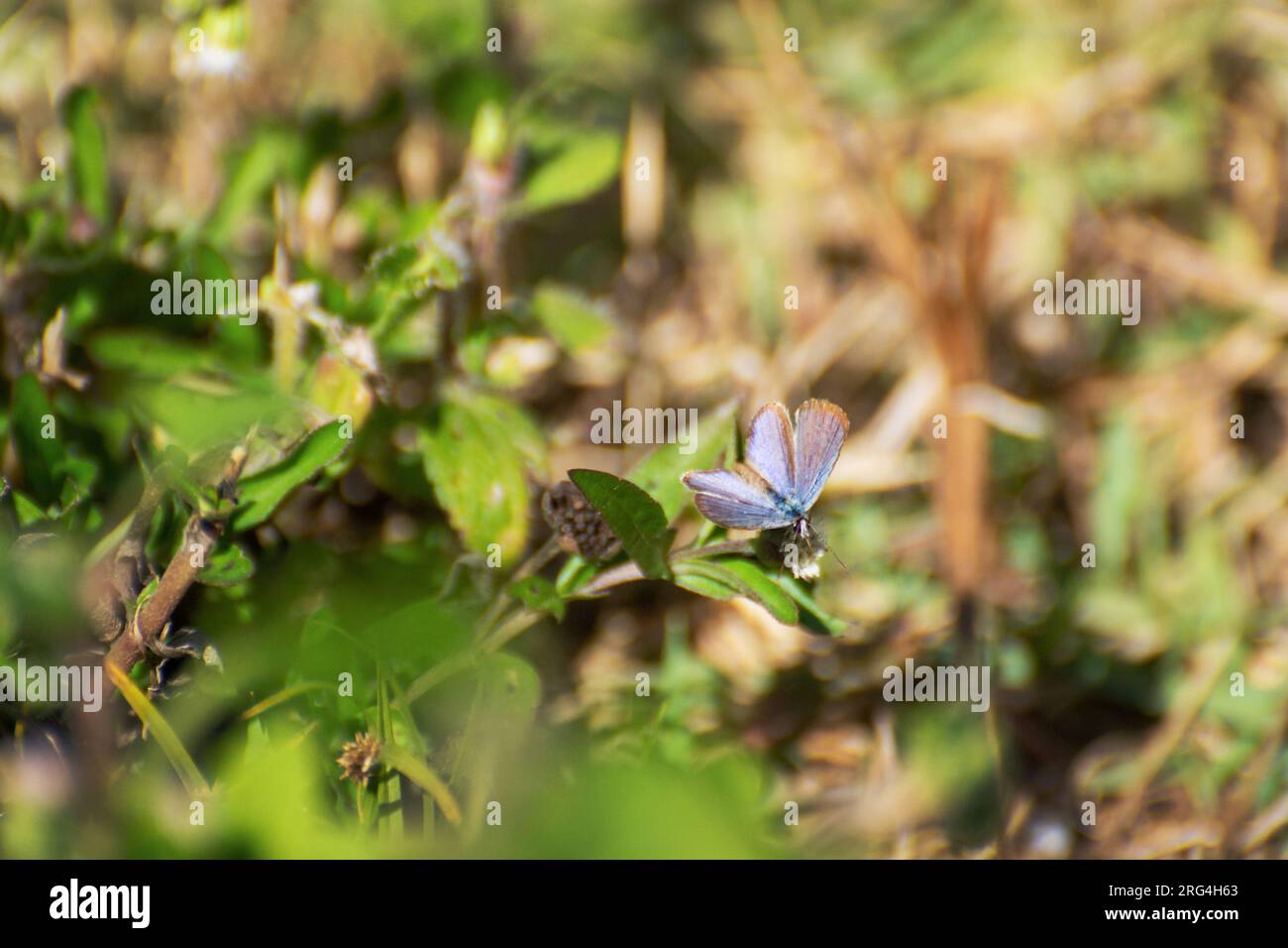 purple butterfly landing on leaf Stock Photo Alamy