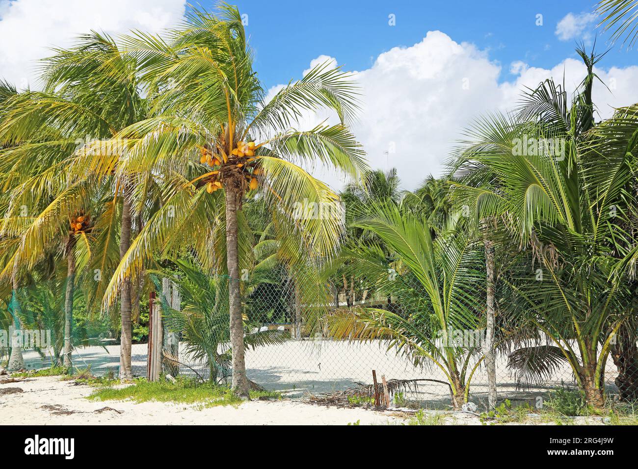 Coconut palm trees, Mexico Stock Photo