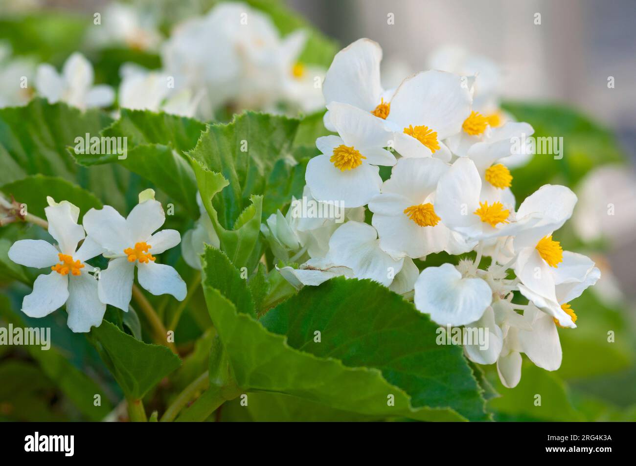 Wax Begonia Flower, Begonia Cucullata Stock Photo