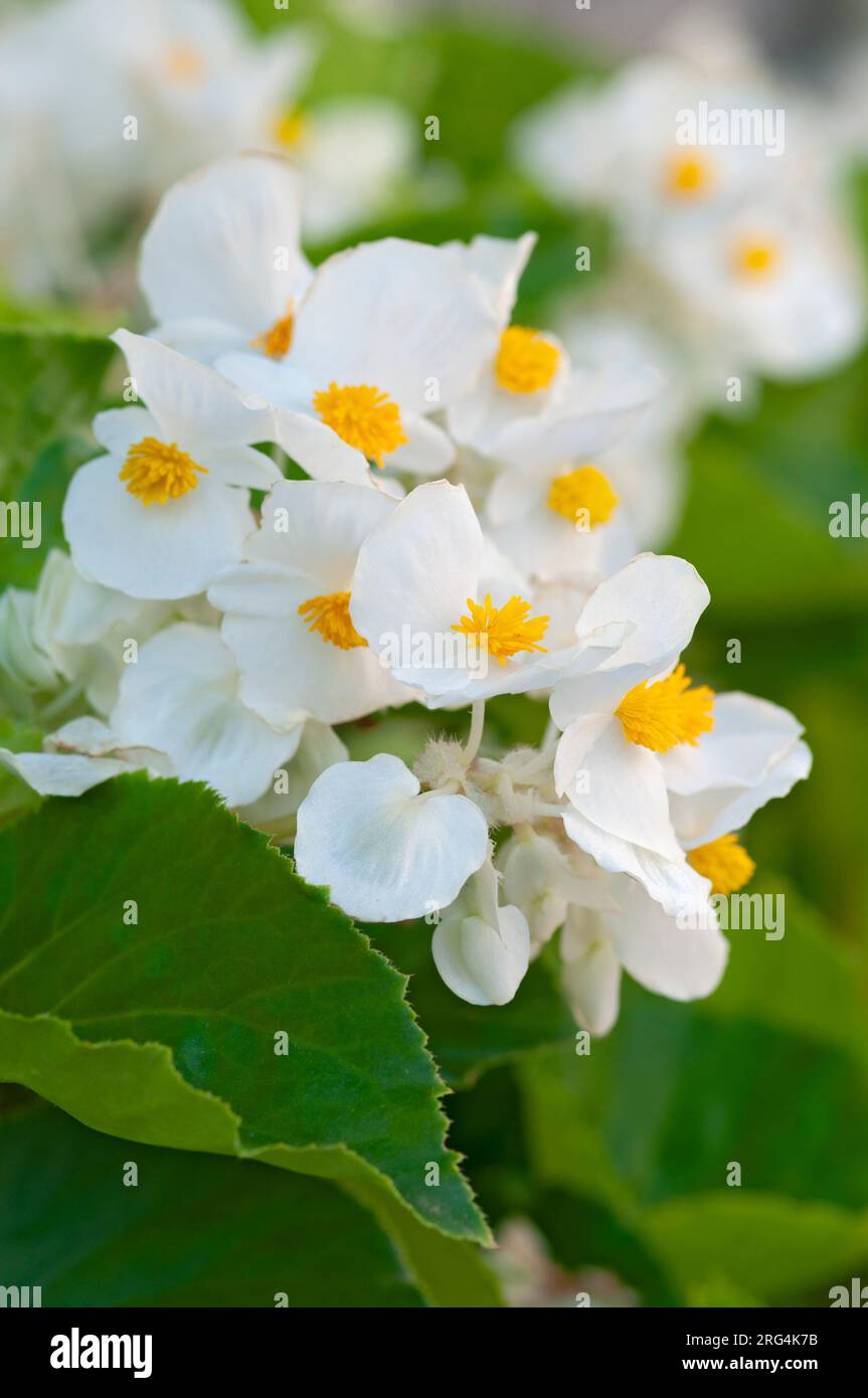 Wax Begonia Flower, Begonia Cucullata Stock Photo