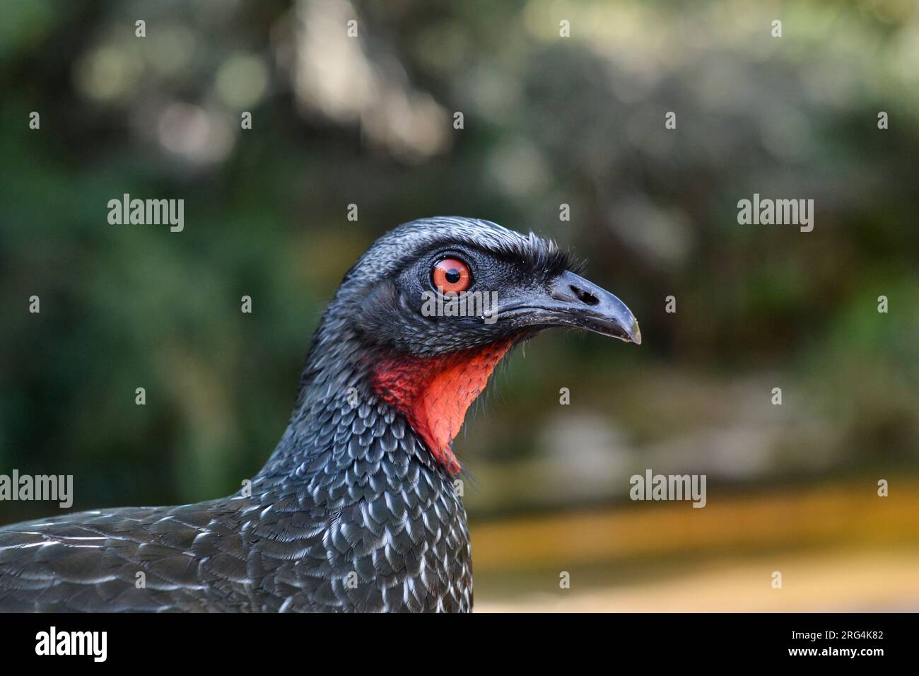 Typical guans looking and close-up feather Stock Photo