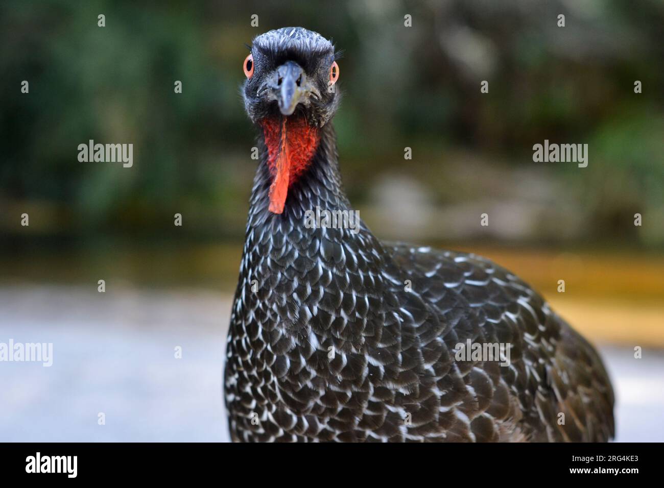 Typical guans looking and close-up feather Stock Photo