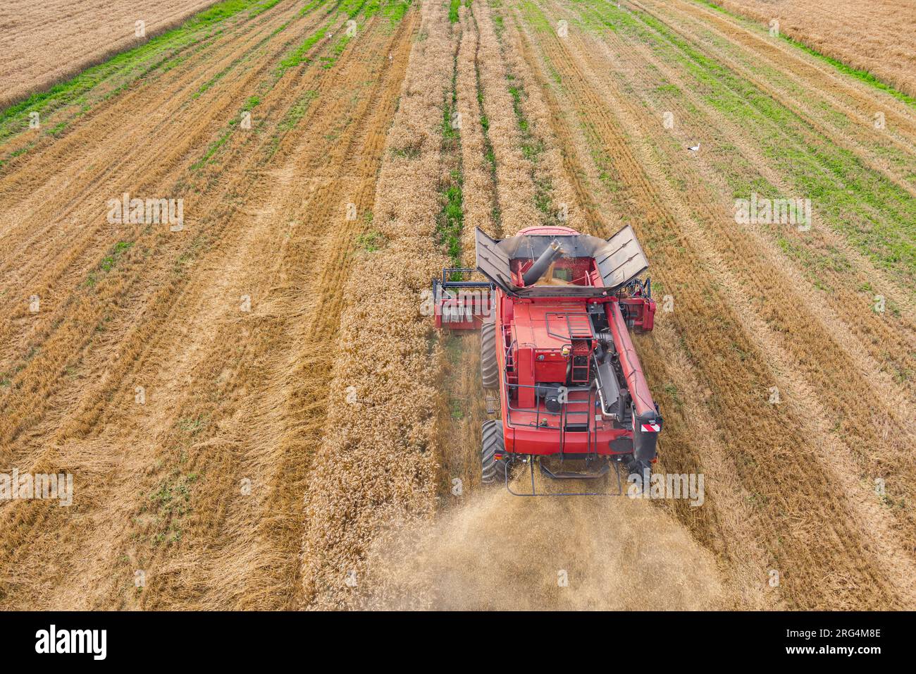 Combine harvester on the wheat field. Agriculture aerial view Stock ...